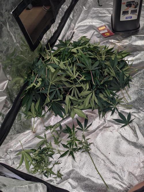 Tangerine Dream ( Barney's). Week 9