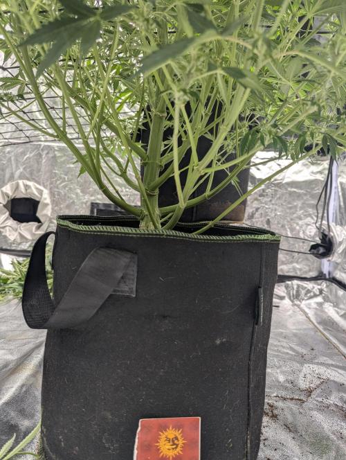 Tangerine Dream ( Barney's). Week 9