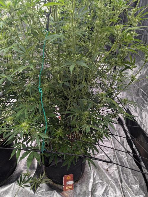 Tangerine Dream ( Barney's). Week 9