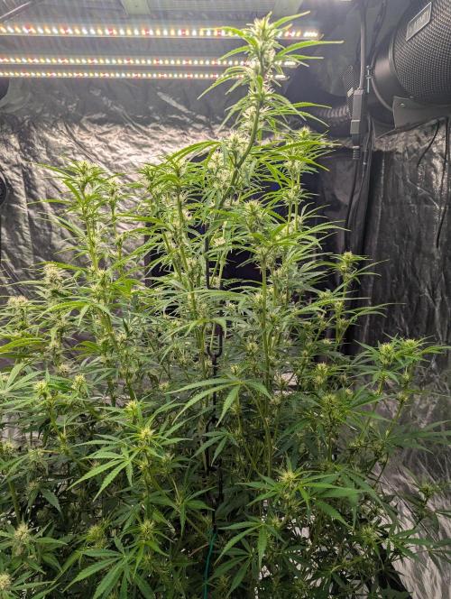 Tangerine Dream Auto. Week 9