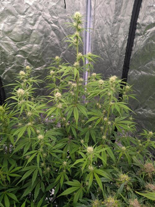 Lemon Haze ( Barney's ). Week 9