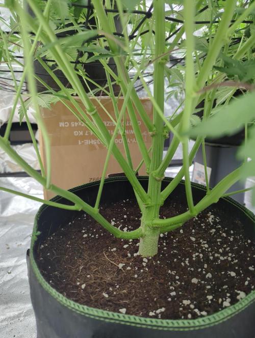 Lemon Haze ( Barney's ). Week 9