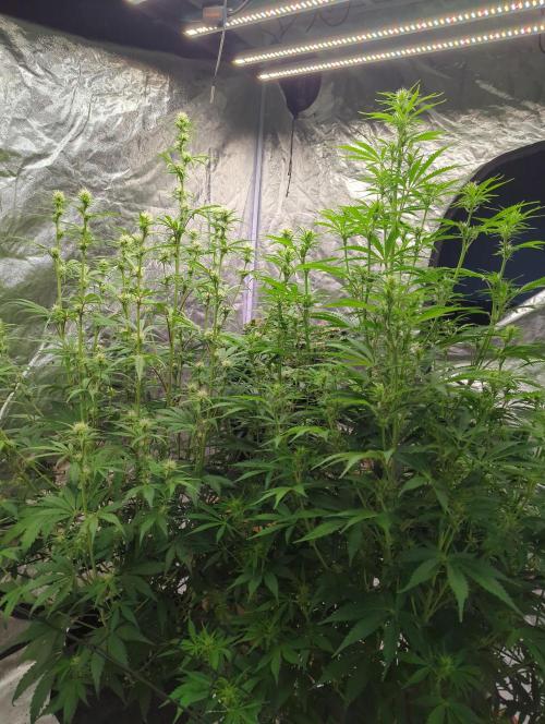 Lemon Haze ( Barney's ). Week 9