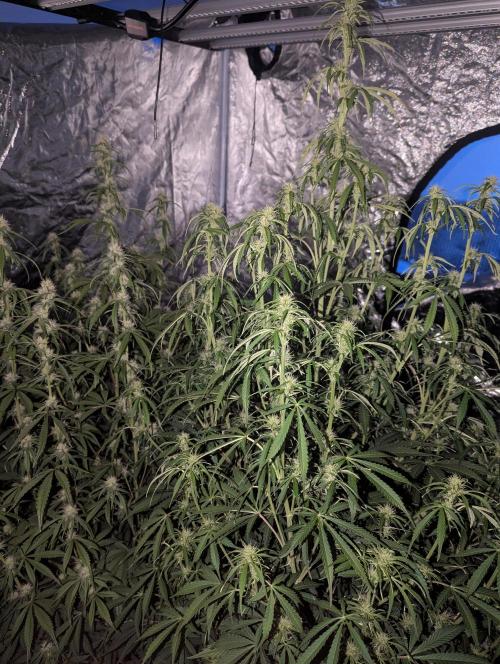 Lemon Haze ( Barney's ). Week 9