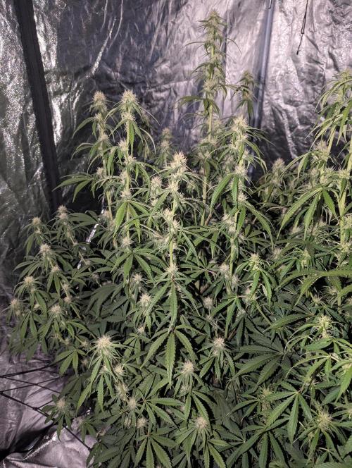 Lemon Haze ( Barney's ). Week 9