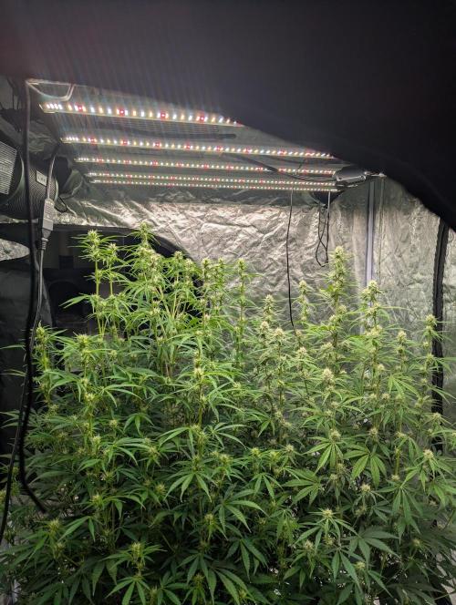 Lemon Haze ( Barney's ). Week 9