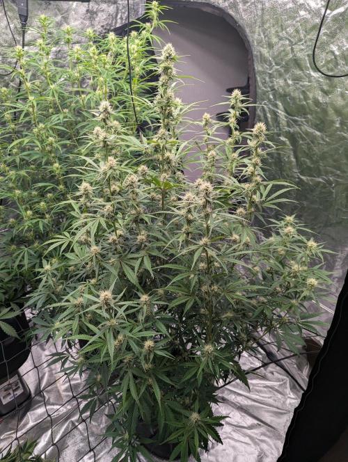 Lemon Haze ( Barney's ). Week 9