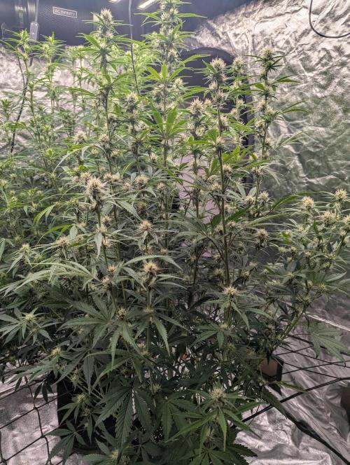 Lemon Haze Auto. Week 9