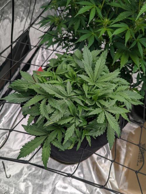 Frosted Zinn x 3 Bears OG ( Barney's ). Week 7