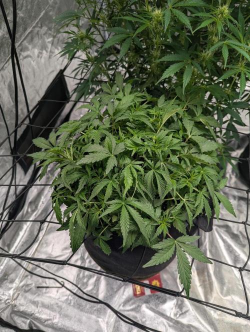 Frosted Zinn x 3 Bears OG ( Barney's ). Week 7