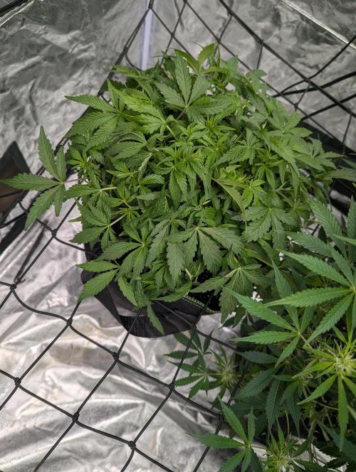 Frosted Zinn x 3 Bears OG ( Barney's ). Week 7