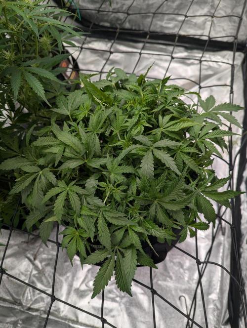 Frosted Zinn x 3 Bears OG ( Barney's ). Week 7