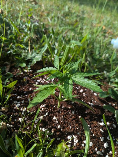Green Poison ( Sweet Seeds ) Photo. Week 10