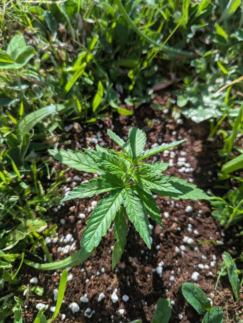 Green Poison ( Sweet Seeds ) Photo. Week 10