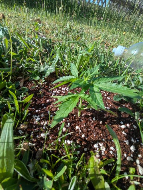 Green Poison ( Sweet Seeds ) Photo. Week 10