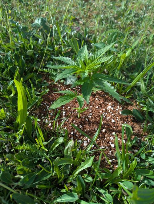 Green Poison ( Sweet Seeds ) Photo. Week 10