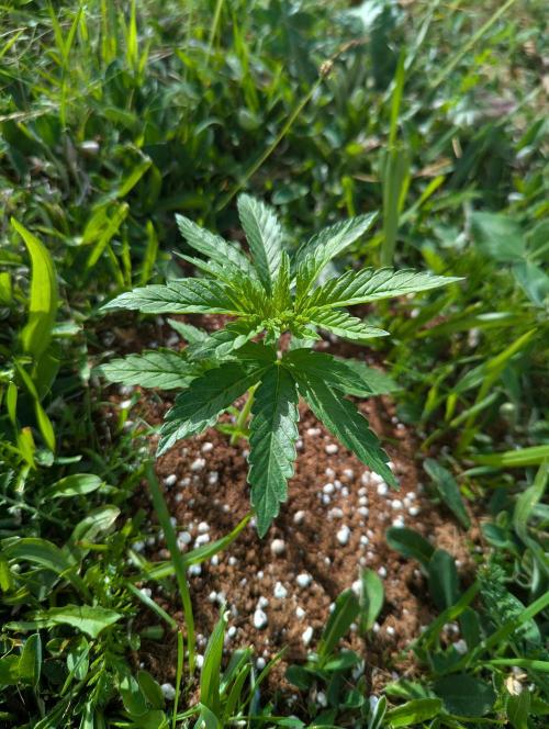 Green Poison. Week 10