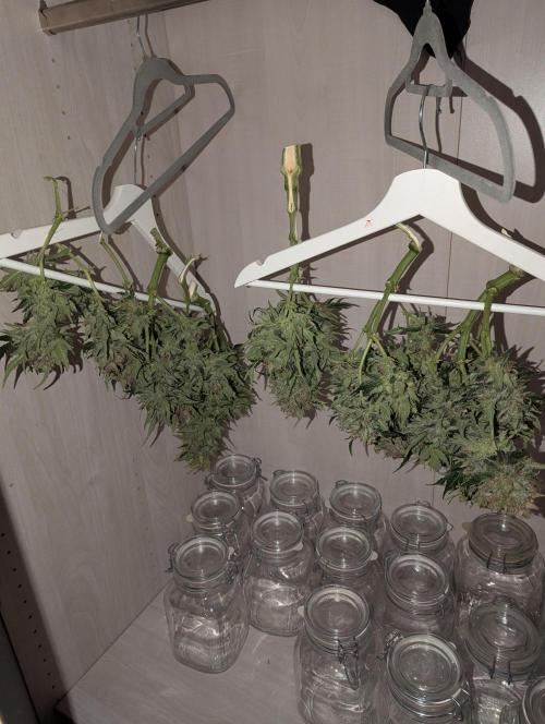 Gorilla Zkittlez ( Barney's ). Week 11