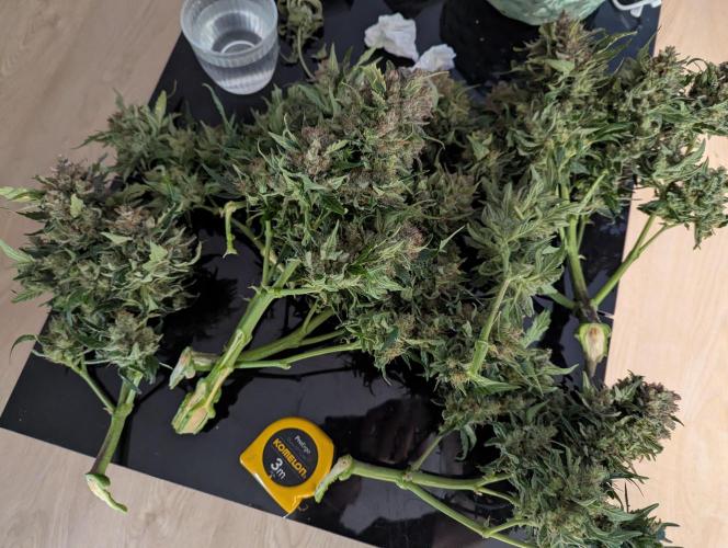Gorilla Zkittlez ( Barney's ). Week 11
