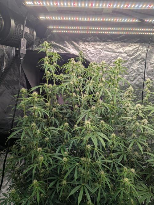Tangerine Dream ( Barney's). Week 10