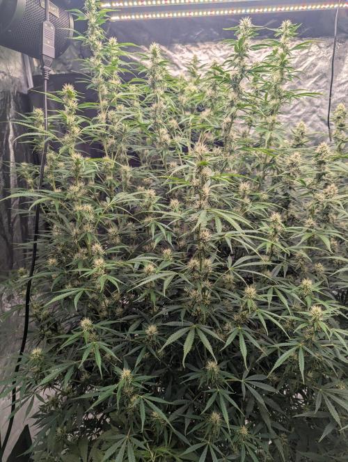 Tangerine Dream ( Barney's). Week 10