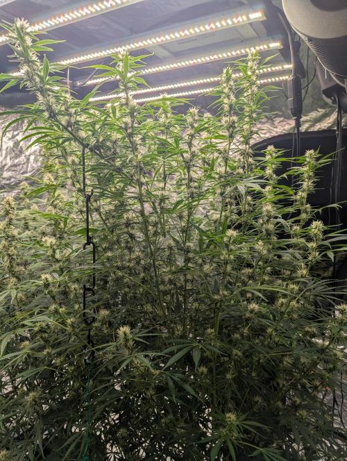 Tangerine Dream Auto. Week 10