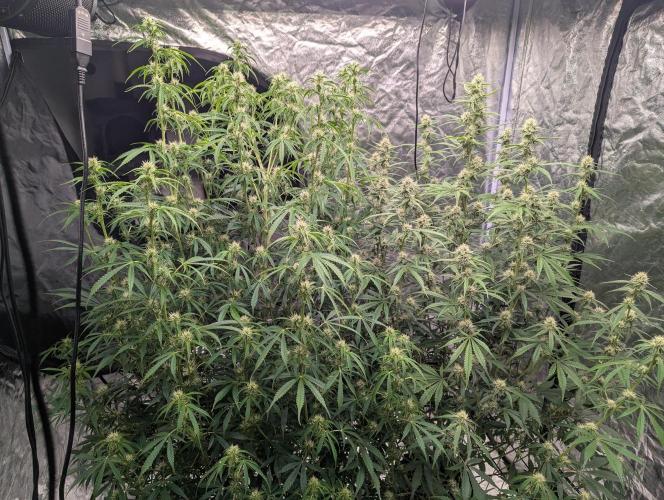Lemon Haze ( Barney's ). Week 10