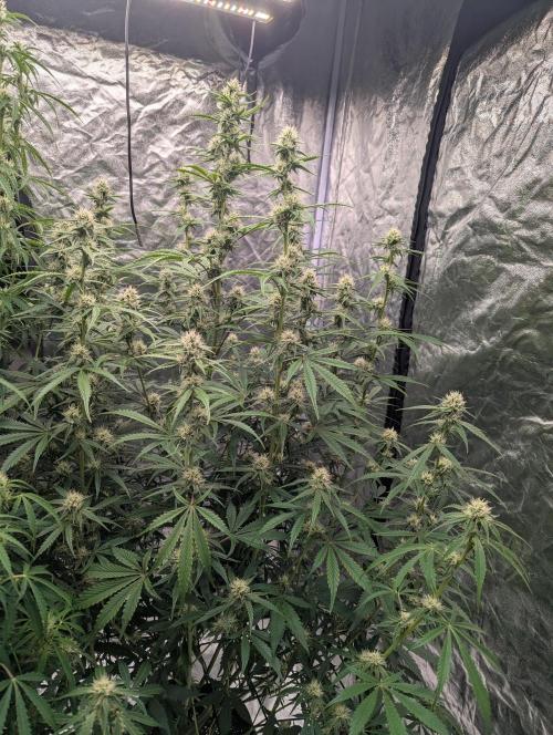 Lemon Haze ( Barney's ). Week 10