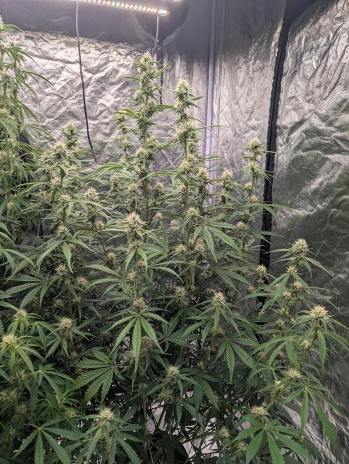 Lemon Haze ( Barney's ). Week 10