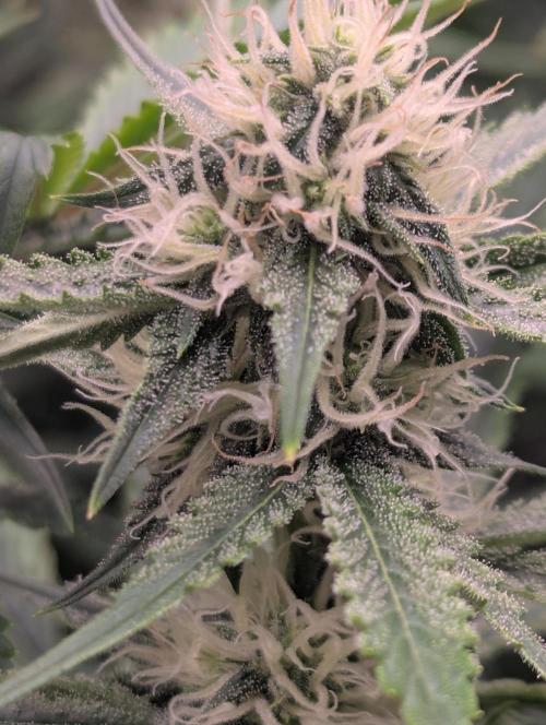 Lemon Haze ( Barney's ). Week 10