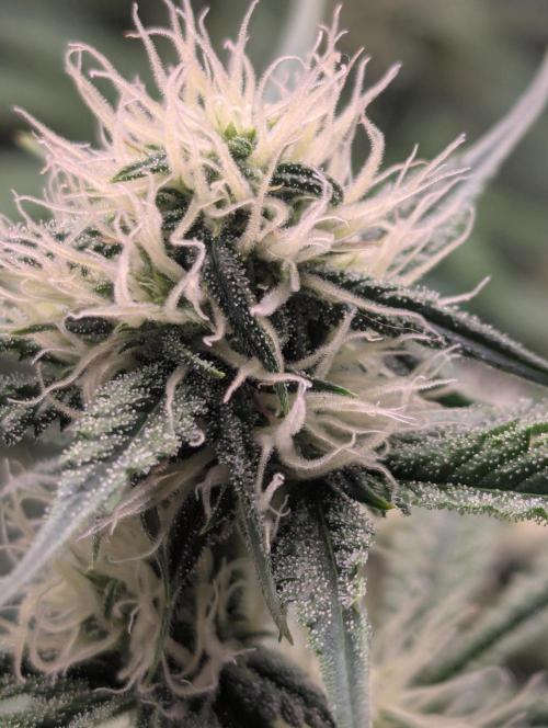 Lemon Haze ( Barney's ). Week 10