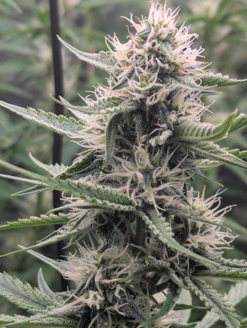 Lemon Haze ( Barney's ). Week 10