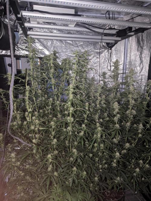 Lemon Haze ( Barney's ). Week 10