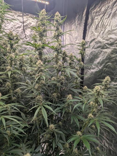Lemon Haze ( Barney's ). Week 10