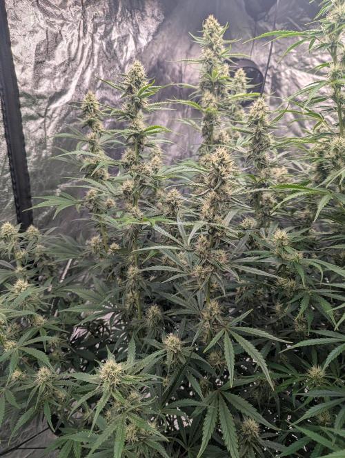 Lemon Haze Auto. Week 10