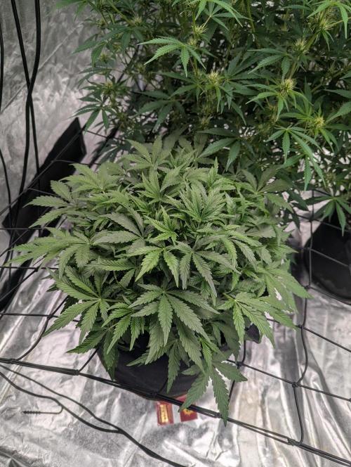 Frosted Zinn x 3 Bears OG ( Barney's ). Week 8