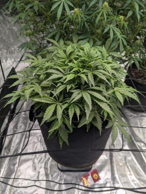 Frosted Zinn x 3 Bears OG ( Barney's ). Week 8