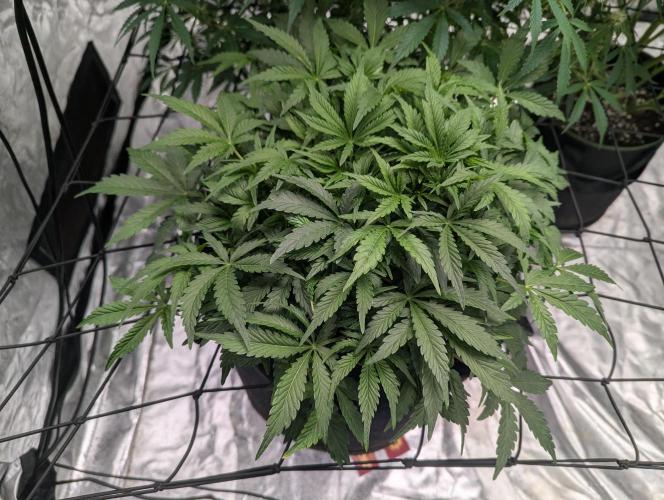 Frosted Zinn x 3 Bears OG ( Barney's ). Week 8