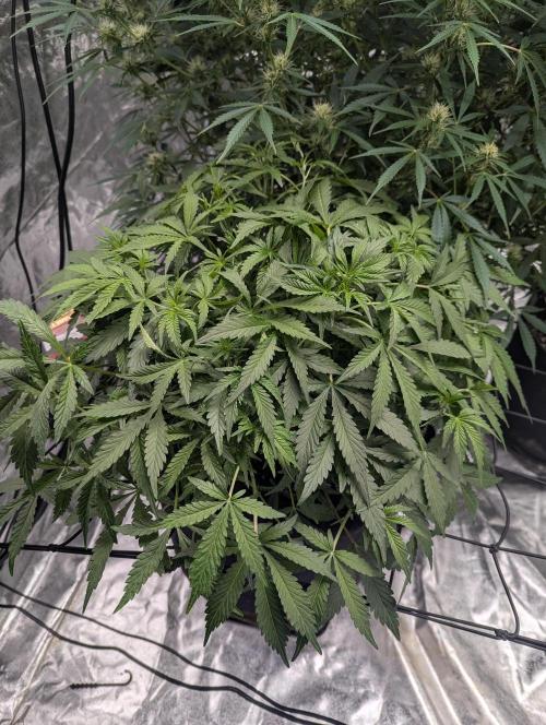 Frosted Zinn x 3 Bears OG ( Barney's ). Week 8