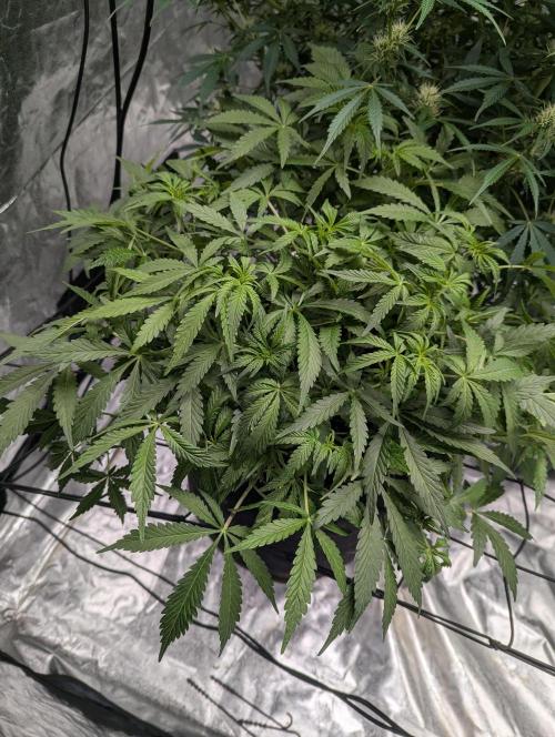 Frosted Zinn x 3 Bears OG ( Barney's ). Week 8