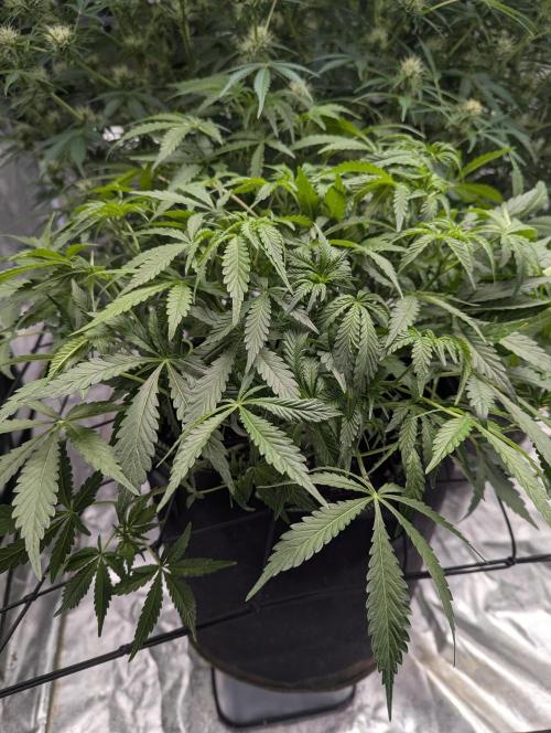 Frosted Zinn x 3 Bears OG ( Barney's ). Week 8