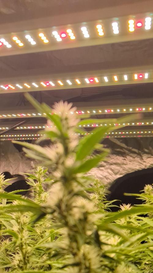 Tangerine Dream Auto. Week 10