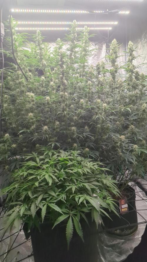 Tangerine Dream ( Barney's). Week 11