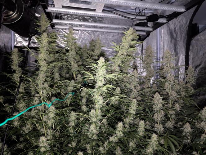 Tangerine Dream ( Barney's). Week 11