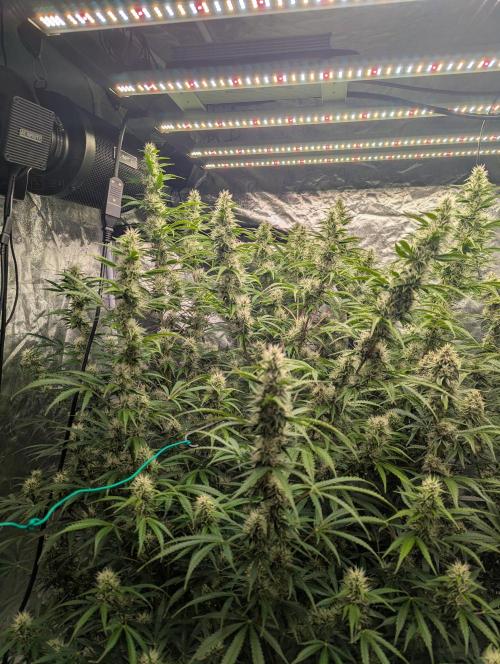 Tangerine Dream ( Barney's). Week 11