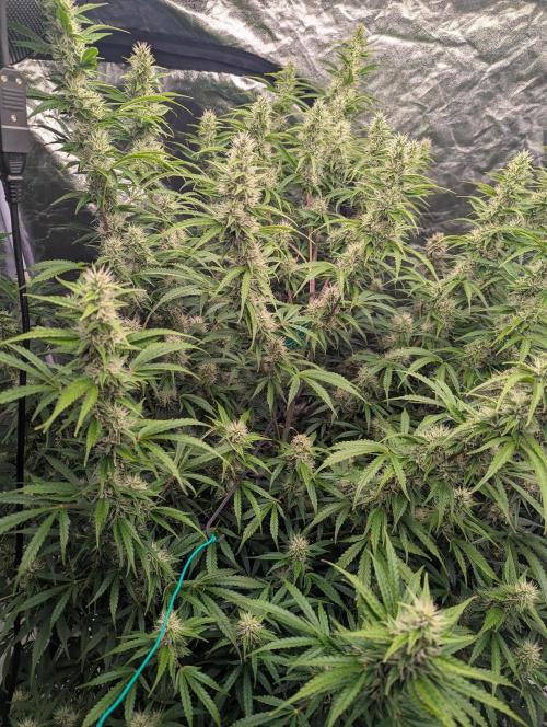 Tangerine Dream Auto. Week 11