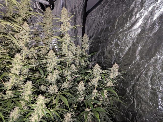 Lemon Haze ( Barney's ). Week 11