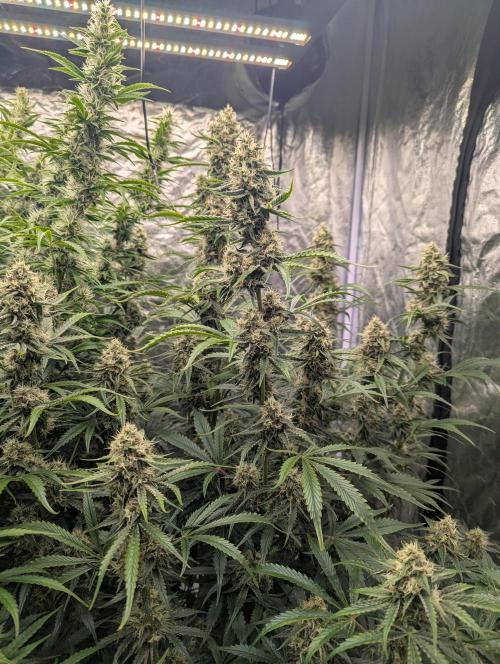 Lemon Haze ( Barney's ). Week 11