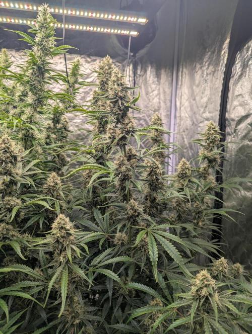 Lemon Haze ( Barney's ). Week 11