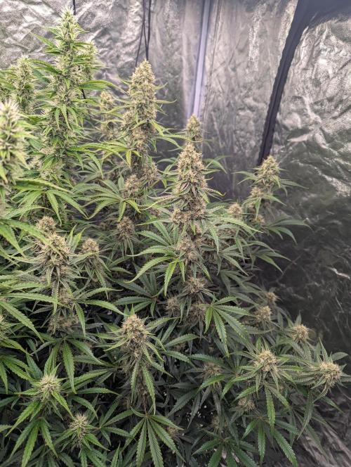 Lemon Haze Auto. Week 11